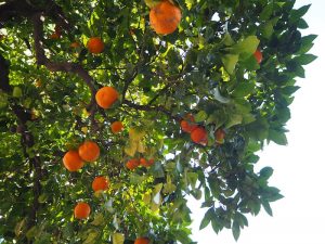 ... vorbei an duftenden Orangenbäumen, die jetzt im Winter reife Früchte tragen ...