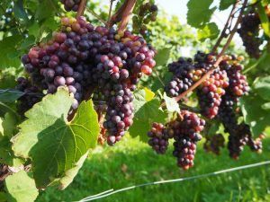 Blick in den Weingarten des Schilcherweinguts: Am Beginn steht wie bei jedem Qualitätsweingut die sorgfältige Auswahl und Verarbeitung der Trauben.