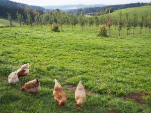 Landschaftsgruß bei der Ankunft am Hof der Familie Eder ...