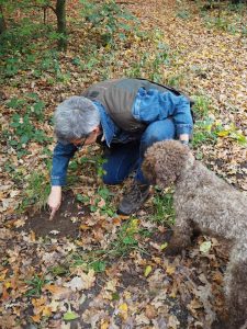 ... welche Biologin und Züchterin Gabriele Sauseng äußerst zuverlässig anzeigt, wo im Grazer Leechwald Trüffel zu finden sind ...