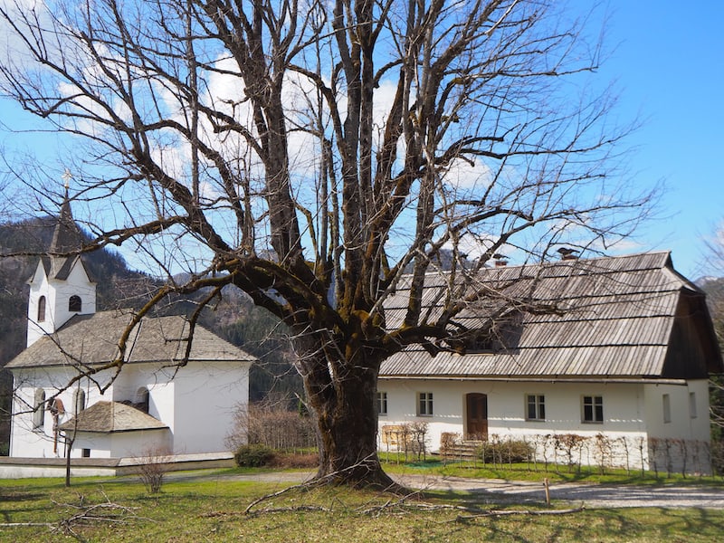 Apropos Bäume und Erzählen: Diese Linde ist viele Hundert Jahre alt und ein nachgewiesen stärkerer Kraftplatz als die dahinterliegende Trögerner Kirche. Stark, welche Kräfte hier wirken.