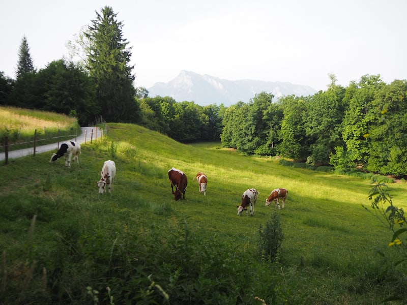 Blick auf die Kuhweide neben dem Johannesschlössl der Pallottiner in Salzburg: Kurz muss ich blinzeln, denn ich glaube mich auf einer Alm!