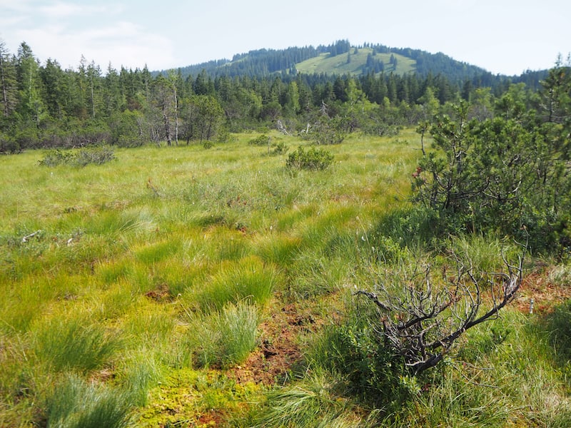 ... und über eine faszinierend schöne Landschaft aus Urwald und Hochmoor ...