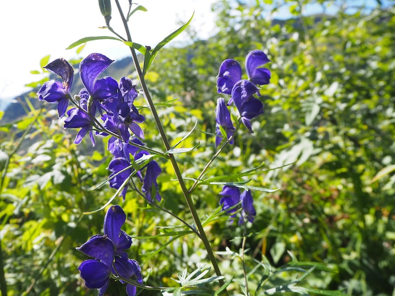 It quickly becomes clear that an (alpine) expert like Günther is indeed needed to identify numerous plant species: The beautiful but highly poisonous aconite here is actually only kissed by a bumblebee species without late effects