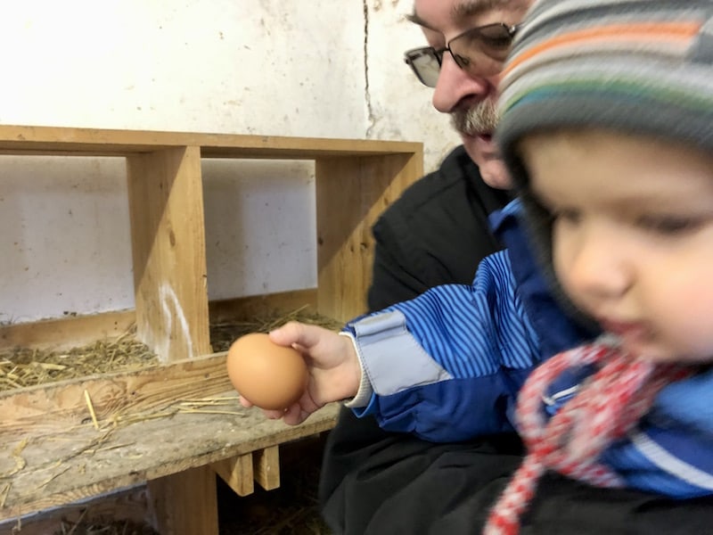 In medias res: Mit dem Opa die Frühstückseier sammeln... dazu ermutigt uns Birgit Gruber beim gemeinsamen Stall-Besuch am Ofnerhof.