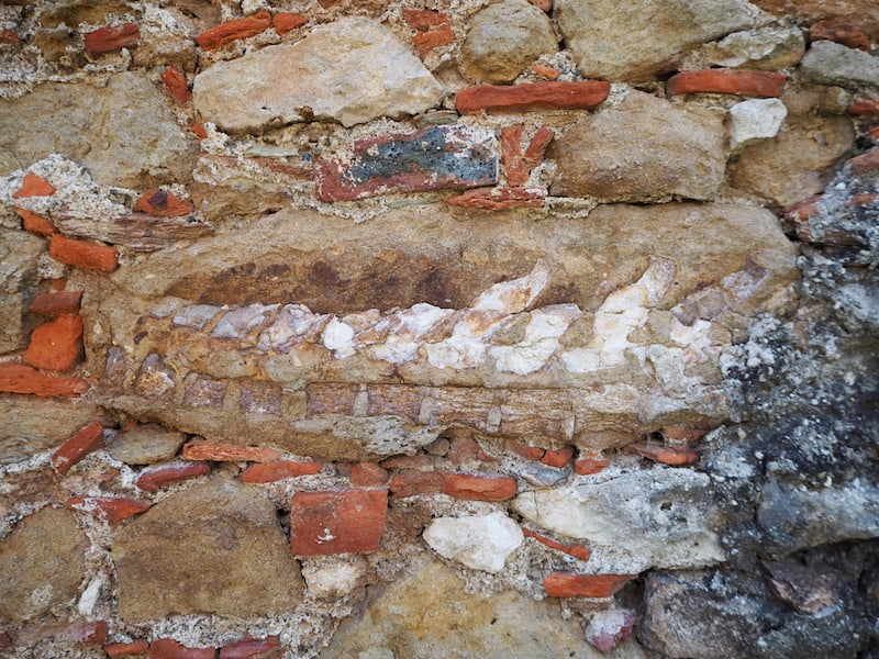 ... auf dem Weg zum Weinkeller fasziniert mich dieses Detail: In der alten Steinmauer ist das rund 300 Millionen Jahre alte Rückgrat einer Seekuh zu sehen .. Ich meine, WOW!