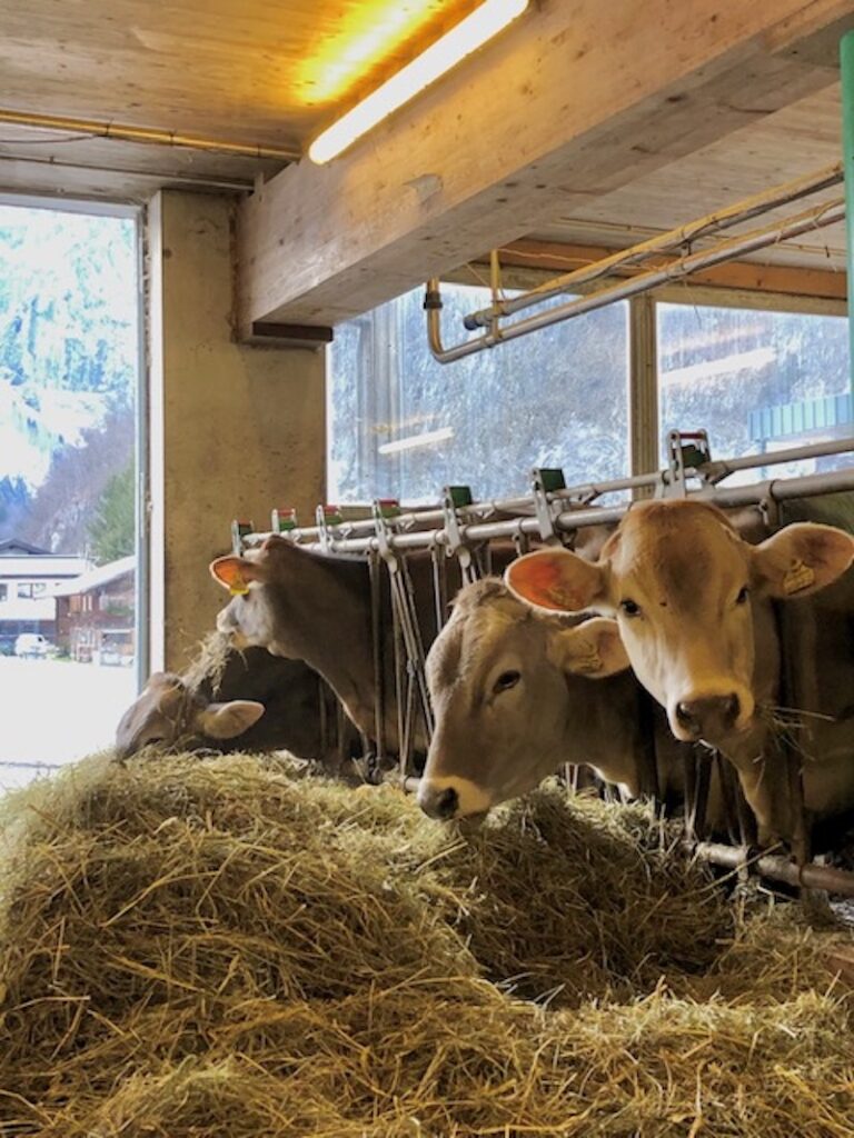 ... hier dürfen die Kinder beim Verteilen von Heu und dem Füttern der Kühe helfen, sogar ein erst zwei Tage altes Kalb gilt es bei unserem Besuch mit Milch zu füttern!