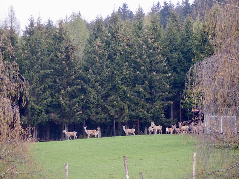 ... grüßen mich neben den bereits vorgestellten Pferden und Ziegen auch die Rehe und Hirsche, ganz aufmerksam vom nahe gelegenen Waldrand.