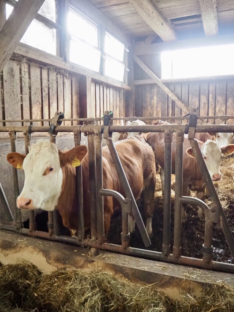 Im Stall gilt das Hauptaugenmerk dem Wohlergehen der zahlreichen Milchkühe ...
