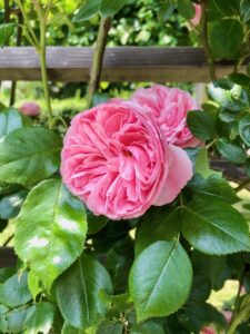 Um diese Art Fächer-Rose zu erhalten, deren innere Blüten von den äußeren "gehalten" und umschlossen werden, bedurfte es vieler vieler Züchtungsversuche ...
