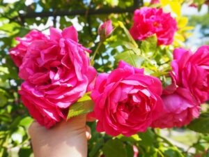 ... und ich genieße den Duft und die Farbenpracht der Rosenstöcke an diesem herrlichen Sommertag ...