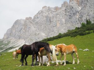 ... immer wieder grüßen uns Kühe, auch Pferde, auf den Hochweiden hier (bitte Respektabstand zu allen Tieren wahren) ...