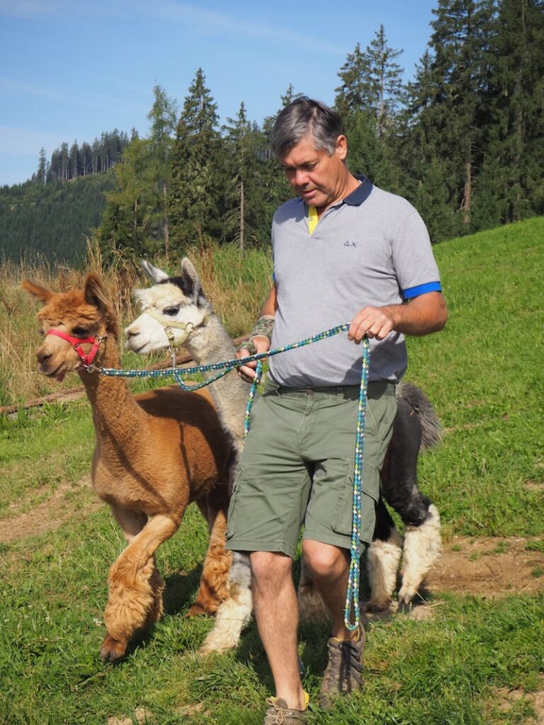 Bernhard Maurer mit zwei seiner Alpaka-Jungs bei der Wanderung ...