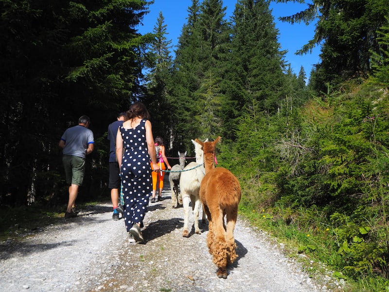 ... wir dürfen mit den friedlichen Tieren rund 200 Meter bergauf und wieder retour zum Kitzsteingut wandern.