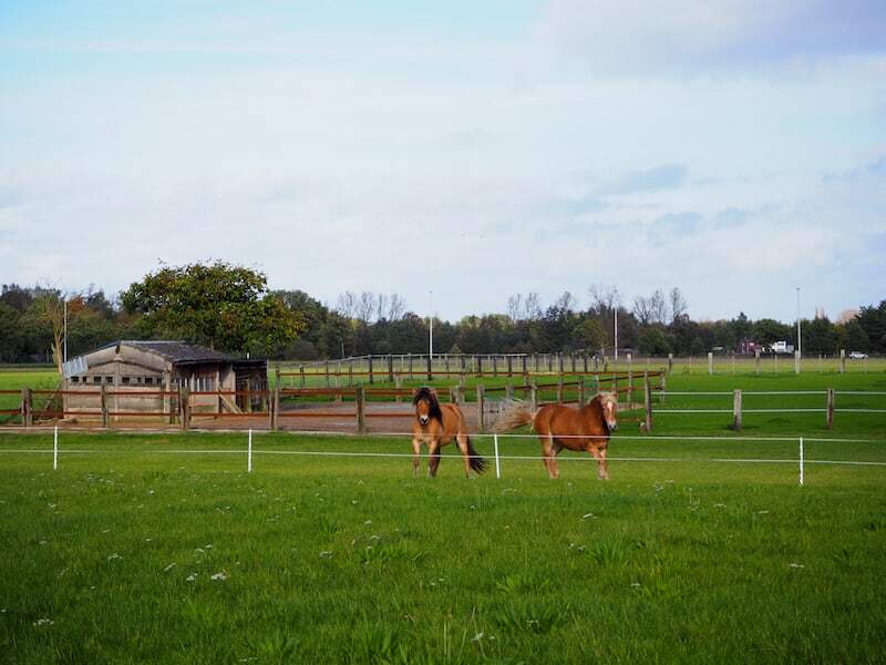 Herbst-Radtour in Flandern: Pferde auf einer weitläufigen Koppel.
