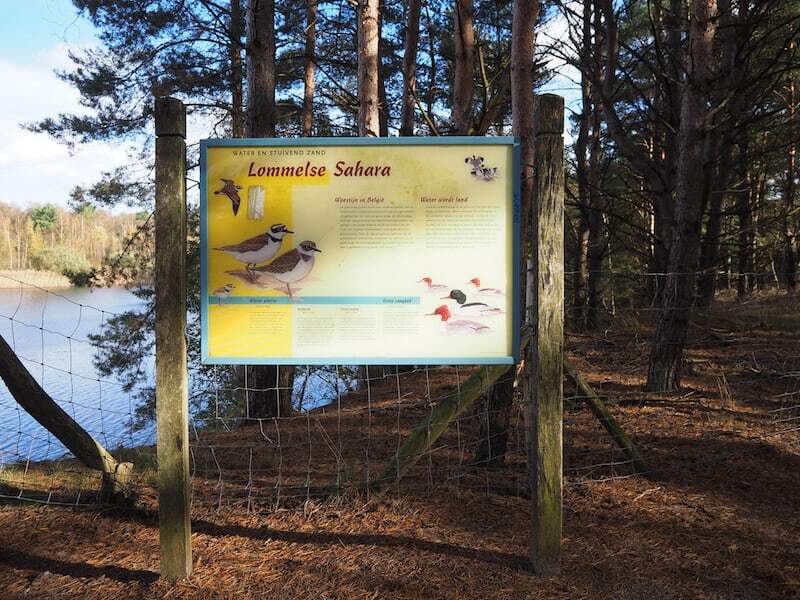 Blick in die Lommelse Sahara mit Bäumen am See