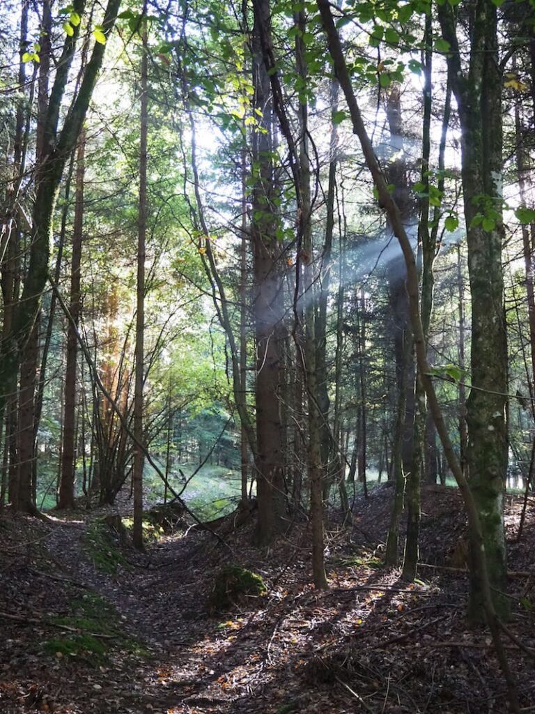 he trail through the forest between St. Johann and Maria Fieberbrühl is simply beautiful. Veronika's mindfulness exercises help us to appreciate the forest in its entirety.