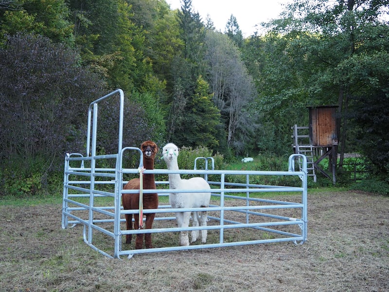 The destination of our alpaca hike at Hohenkoglhof: the Raabklamm gorge with a specially selected picnic and parking area for our alpacas. Heidi has selected only the best of local specialities for the picnic.