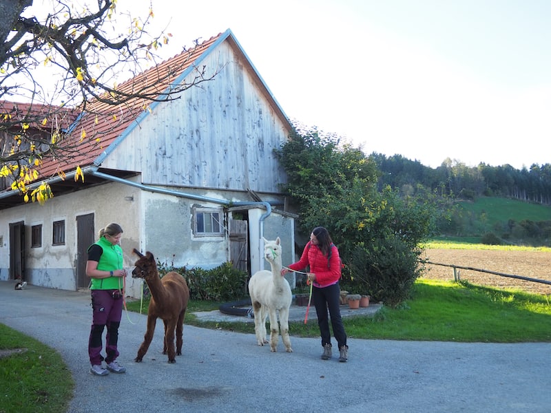 Many thanks, dear Heidi, for the really beautiful tour with you. Now I know that alpaca hiking is also possible in a different way: cosy, relaxing, with a guided relaxation journey and picnic.