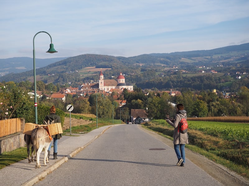 Guten Morgen aus der Oststeiermark: Zum Beispiel bei einer Shopping Flanier Tour mit den Eseln Kokos und Faxe.