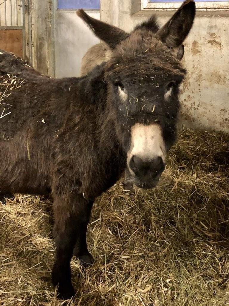 Ich vertrete meine großen Cousins, die Pferde ... ob die Ponys neben mir jetzt auch zu den #Big5AmBauernhof gehören?