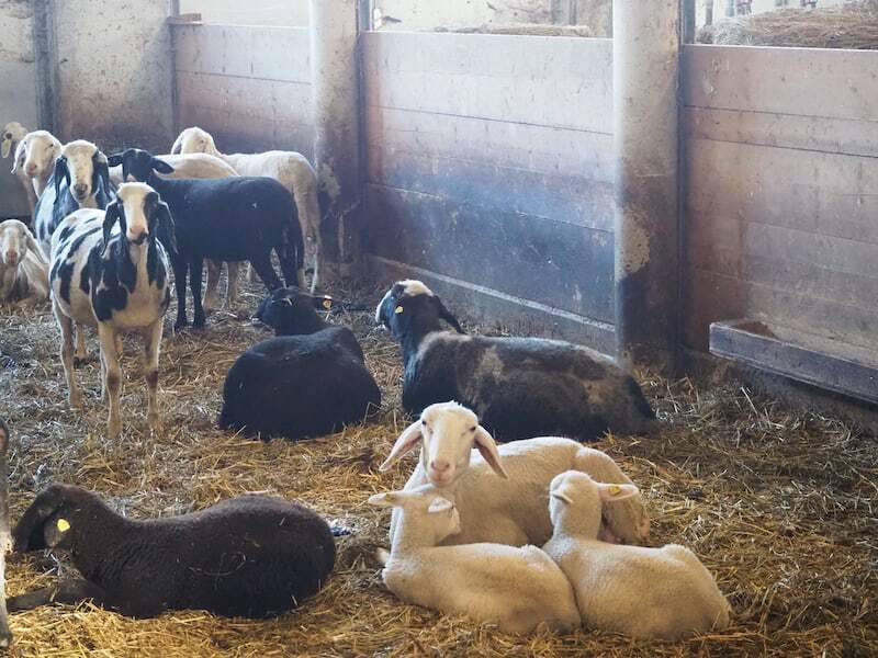 Blick in den Stall: Hier kann man jederzeit hinein, "geh es ist offen" höre ich bei der Nachfrage ob ich tagsüber auch mal rein darf.