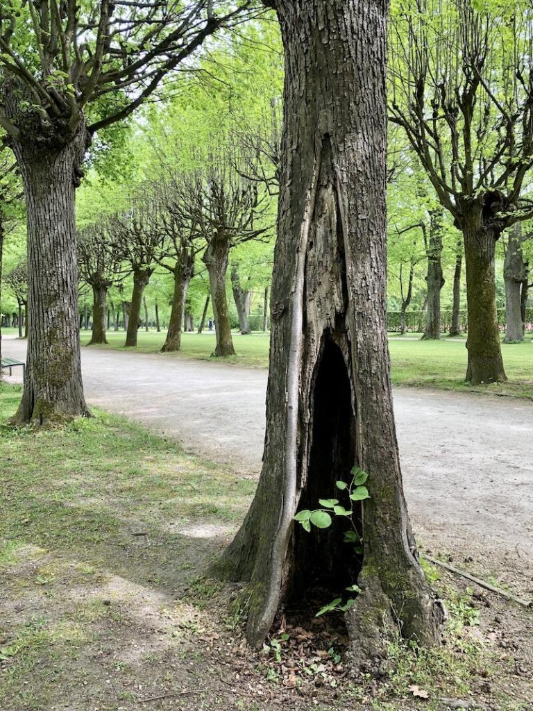 The ancient lime trees in the town's courtyard garden, probably around or over 300 years old, made a huge impression on us.