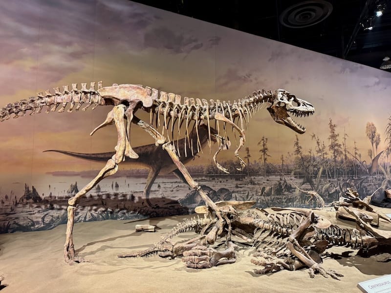 We recommend allowing around three hours for a visit to the Royal Tyrrell Museum. The impressive fossil exhibitions are truly captivating.